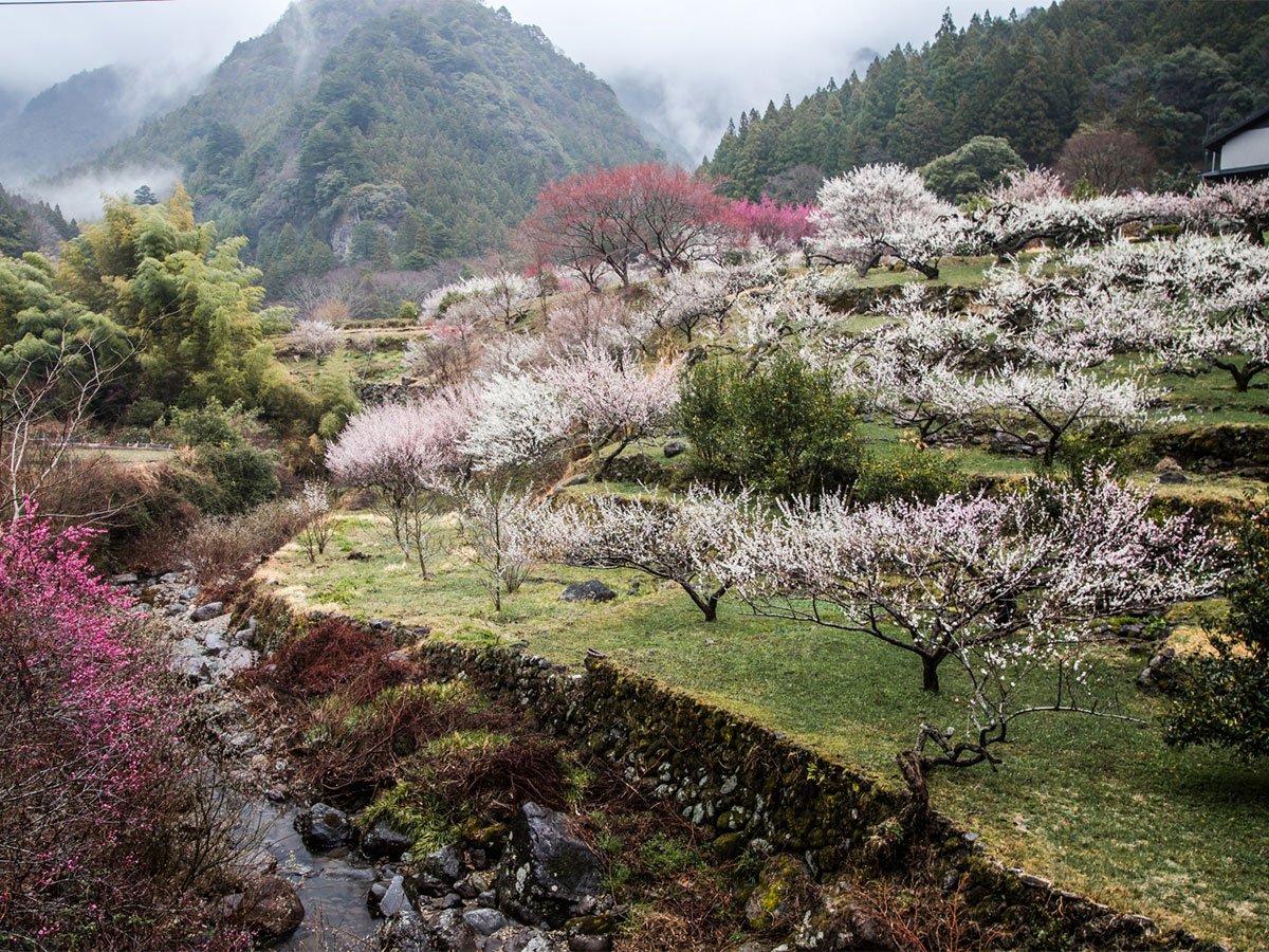 ⛰️ 안장걸이 산 (쿠라카케야마) 이미지 5